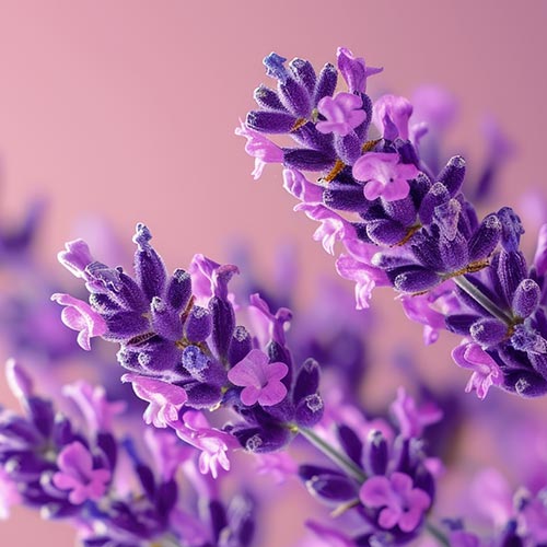 purple blossoms on a pink background